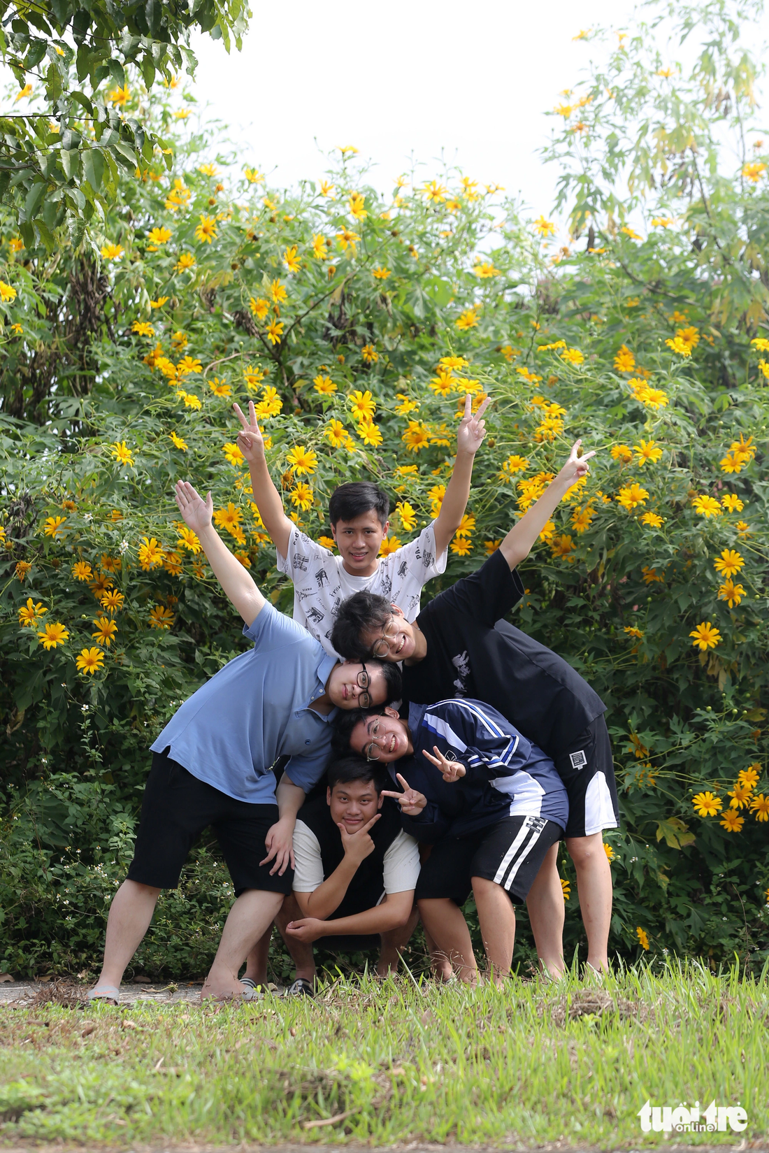 Preserve your youthful years with wild sunflowers - Photo: HOANG Tung