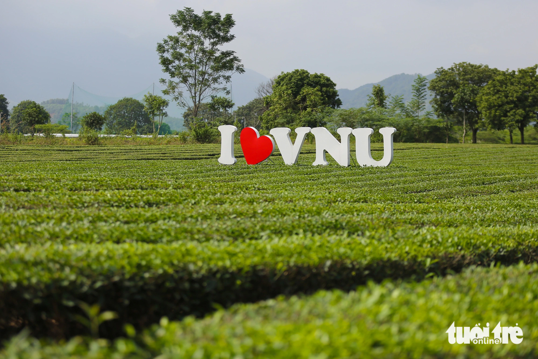 Bên cạnh hoa dã quỳ, khi đến với Đại học Quốc gia Hà Nội cơ sở Hòa Lạc, du khách cũng có thể check-in với đồi chè VNU - Ảnh: HOÀNG TÙNG
