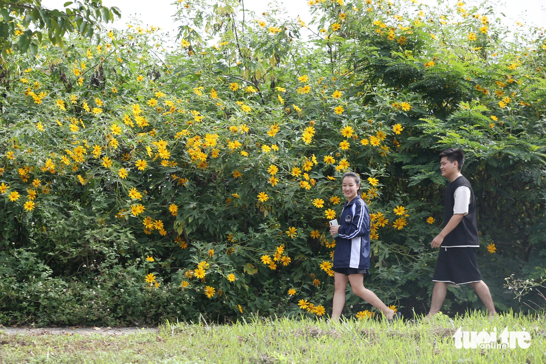 The bright yellow flower carpet has become a check-in spot loved by young people - Photo: HOANG Tung