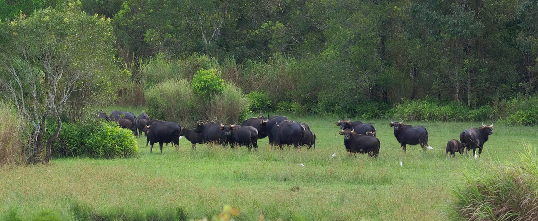 Đàn bò tót ở khu vực Núi Tượng (Nam Cát Tiên) được ông A Pẩu chụp rõ nét vào tháng 12-2021
