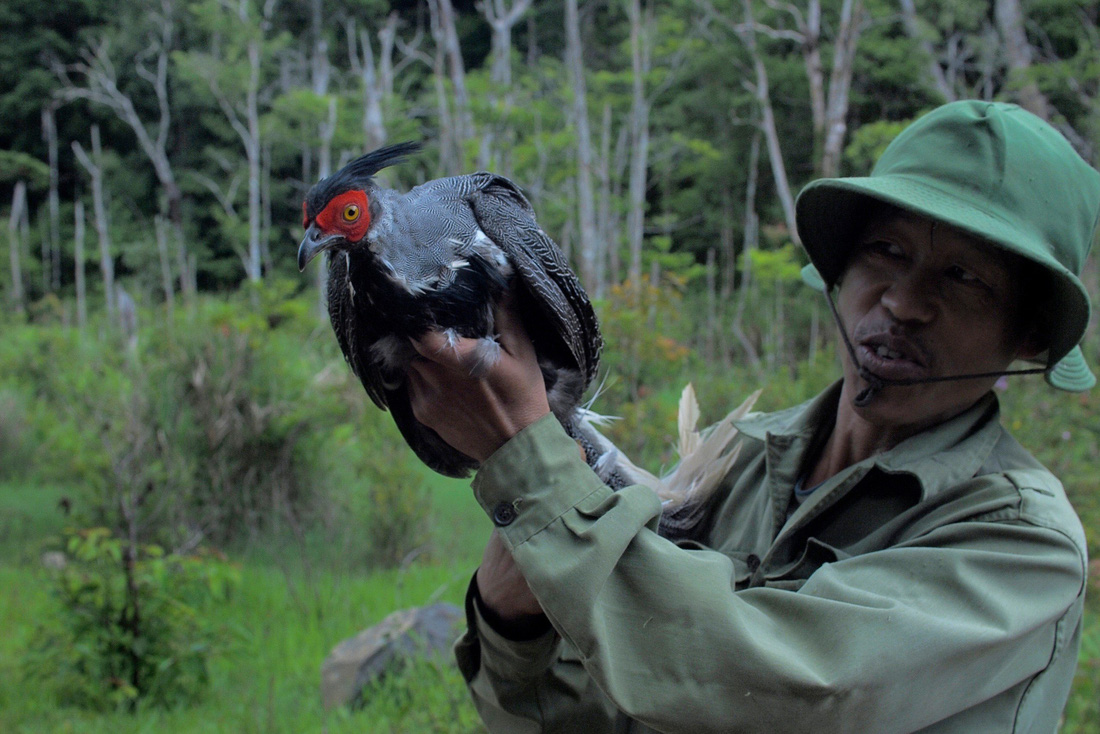 Gà Lôi được ông Pẩu giải cứu ở Di Linh năm 2012 giao cho Vườn quốc gia Bidoup Núi Bà (Lâm Đồng)