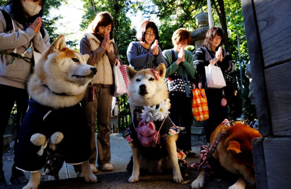 Những người cầu nguyện cùng những chú chó cưng để nhận phước lành nhân dịp lễ Shichi-Go-San tại đền Zama - Ảnh: REUTERS