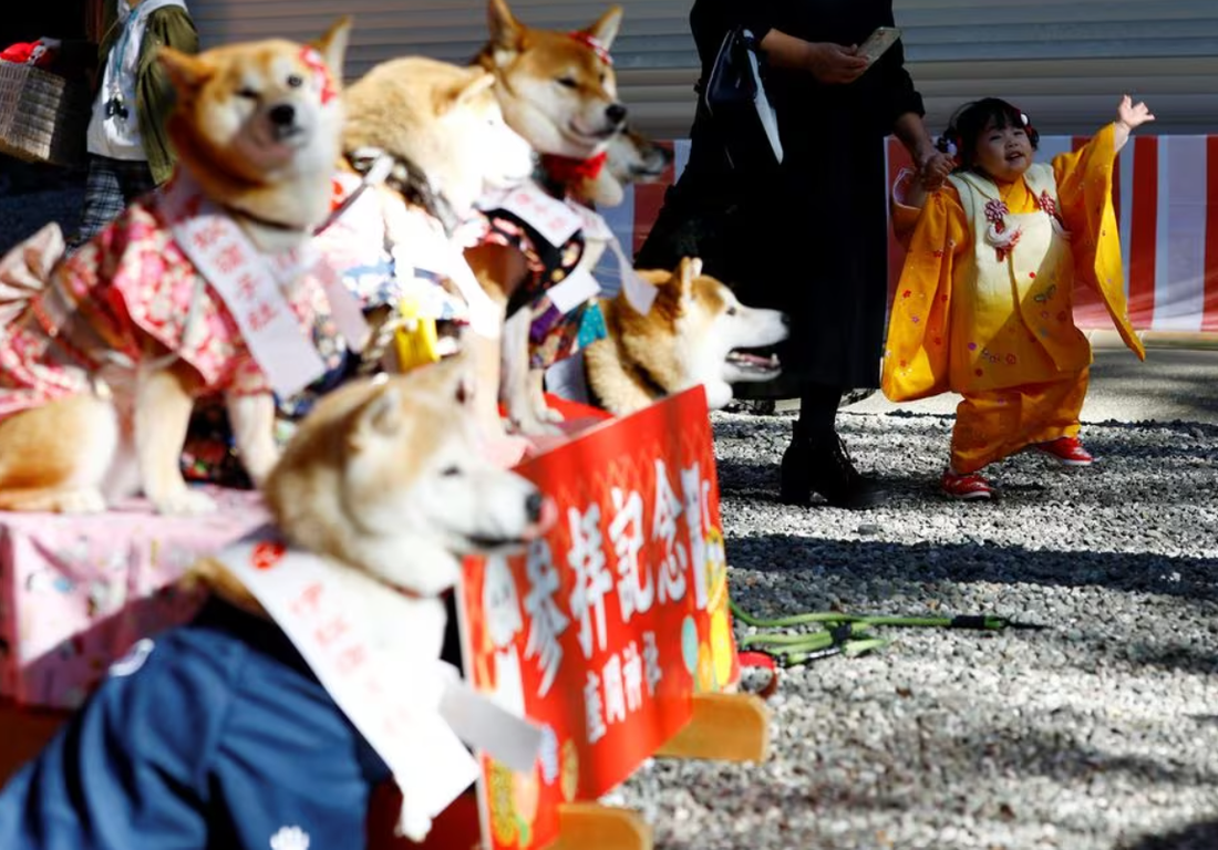 Một bé gái và dàn thú cưng cùng tham dự lễ Shichi-Go-San tại đền Zama, gần Tokyo, Nhật Bản ngày 14-11 - Ảnh: REUTERS