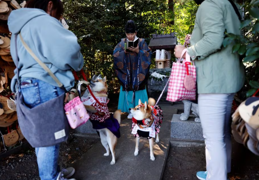 Thầy tu Yoshinori Hiraga tại đền Zama thực hiện nghi thức ban phước lành theo truyền thống dành cho trẻ em trên thú cưng - Ảnh: REUTERS