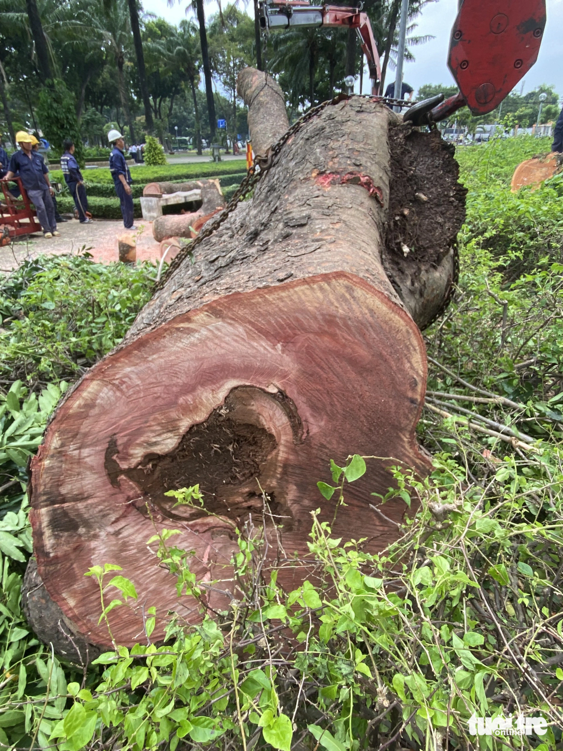 Thân cây cổ thụ thuộc giống sọ khỉ trong công viên Gia Định vừa bị đốn hạ đã hư hại nặng - Ảnh: Công ty cây xanh