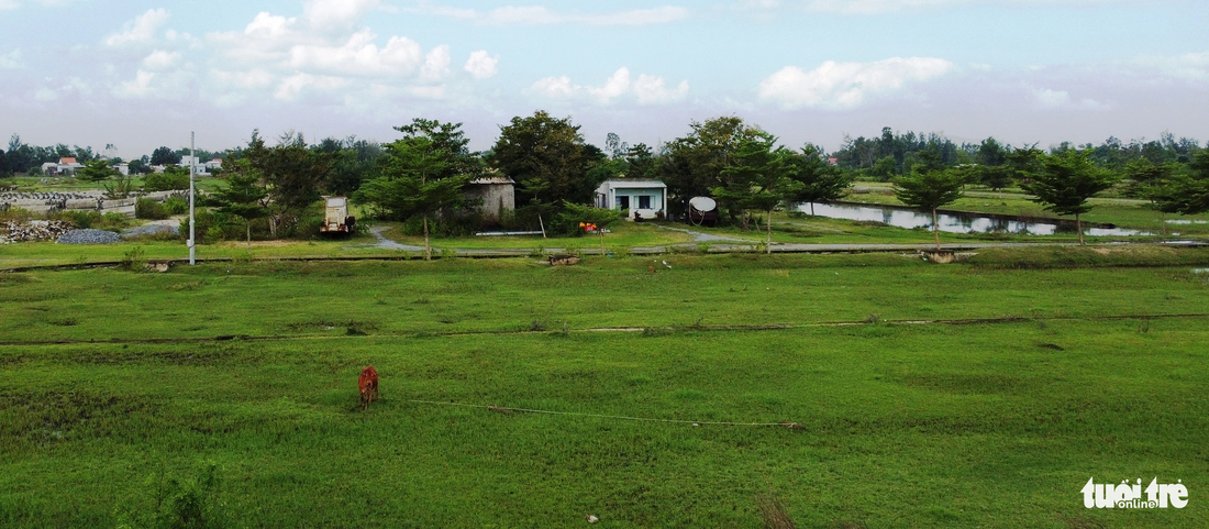 Bãi cỏ xanh trong dự án 7B mở rộng được tận dụng làm nơi chăn thả bò - Ảnh: ĐOÀN CƯỜNG
