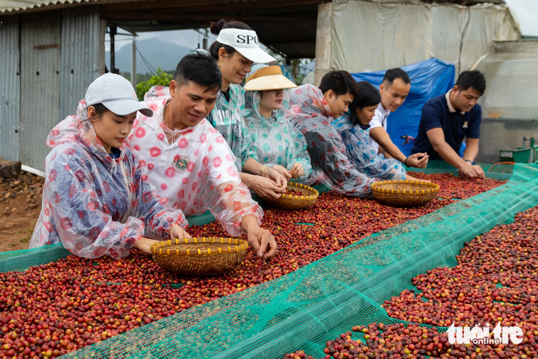 Anh Hoàng Luận (thứ 2 từ trái qua) hướng dẫn du khách loại bỏ những hạt cà phê kém chất lượng - Ảnh: HOÀNG TÁO