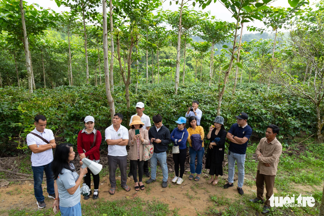 Du khách thăm vườn cà phê dưới tán rừng của một hộ nông dân - Ảnh: HOÀNG TÁO