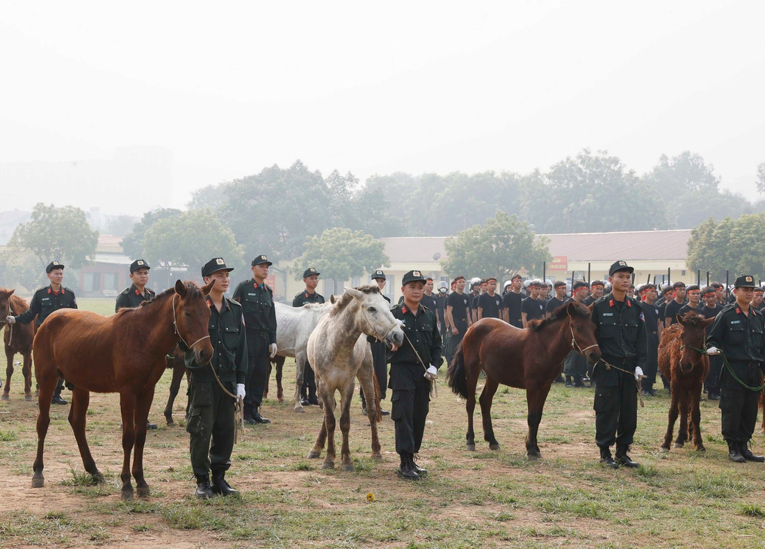 Đàn ngựa sinh sản do Chính phủ và nhân dân Mông Cổ tặng Việt Nam và được Đoàn Cảnh sảnh cơ động kỵ binh sử dụng - Ảnh: TTXVN
