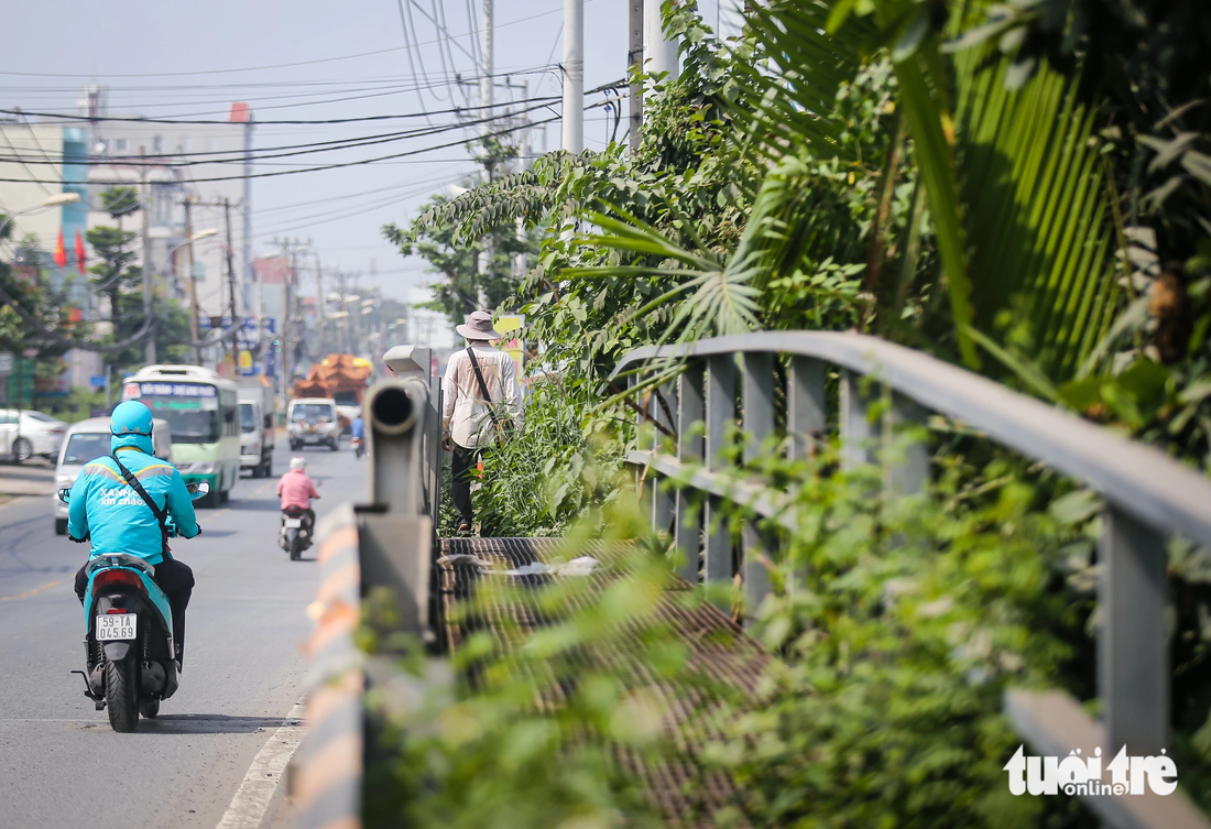 Lối dành cho người đi bộ ở hành lang cầu Huyện Thanh (trên đường Nguyễn Duy Trinh), nhưng đã lâu ngày không được sửa chữa, phát quang nên cỏ lau mọc bao vây - Ảnh: LÊ PHAN