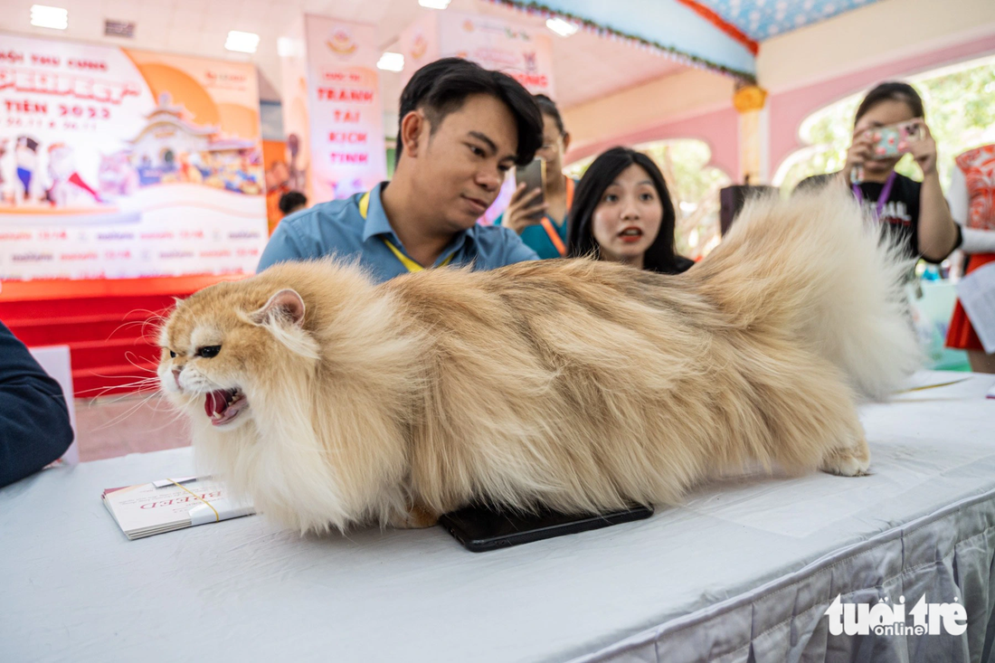 Mèo Anh lông dài Amore trị giá gần 300 triệu thu hút sự chú ý của nhiều người