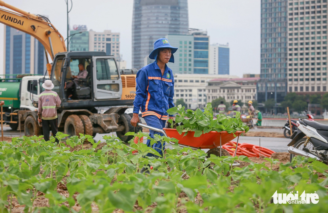 15.000 hoa hướng dương cùng cây xanh, tiểu cảnh dọc theo bờ sông Sài Gòn phía Thủ Thiêm đã được trồng - Ảnh: CHÂU TUẤN