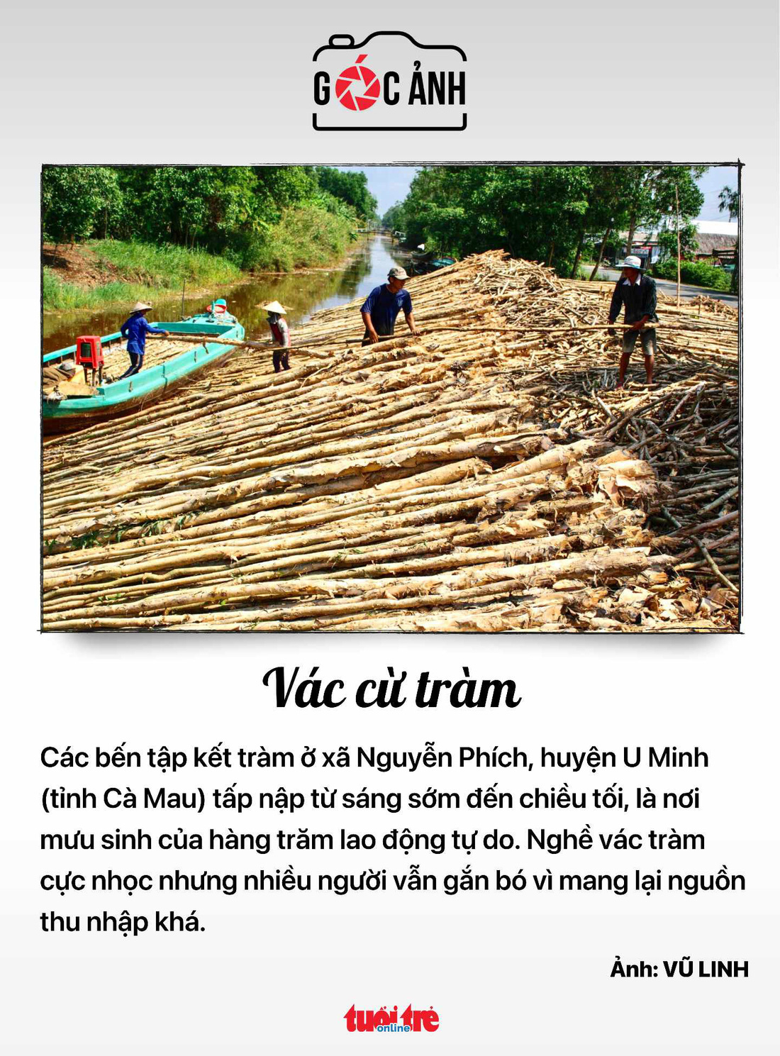 Vác cừ tràm - Ảnh: VŨ LINH