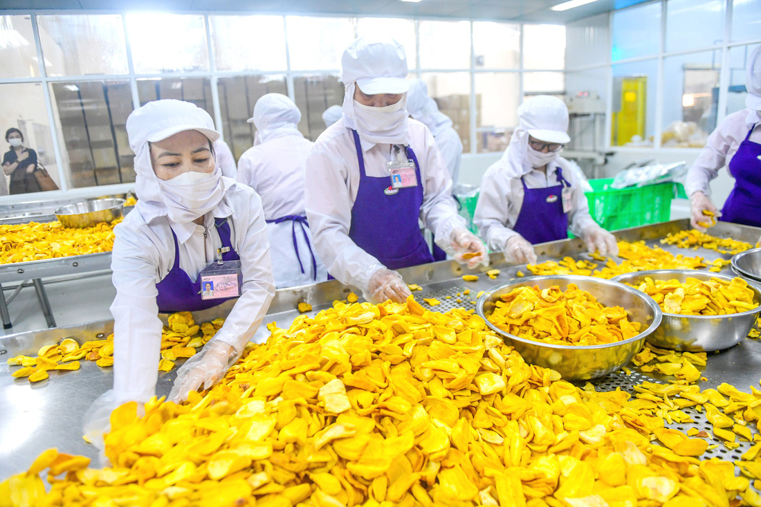 Công nhân sơ chế và đóng gói mít sấy xuất khẩu tại Công ty cổ phần Vinamit, thị xã Bến Cát, tỉnh Bình Dương - Ảnh: QUANG ĐỊNH