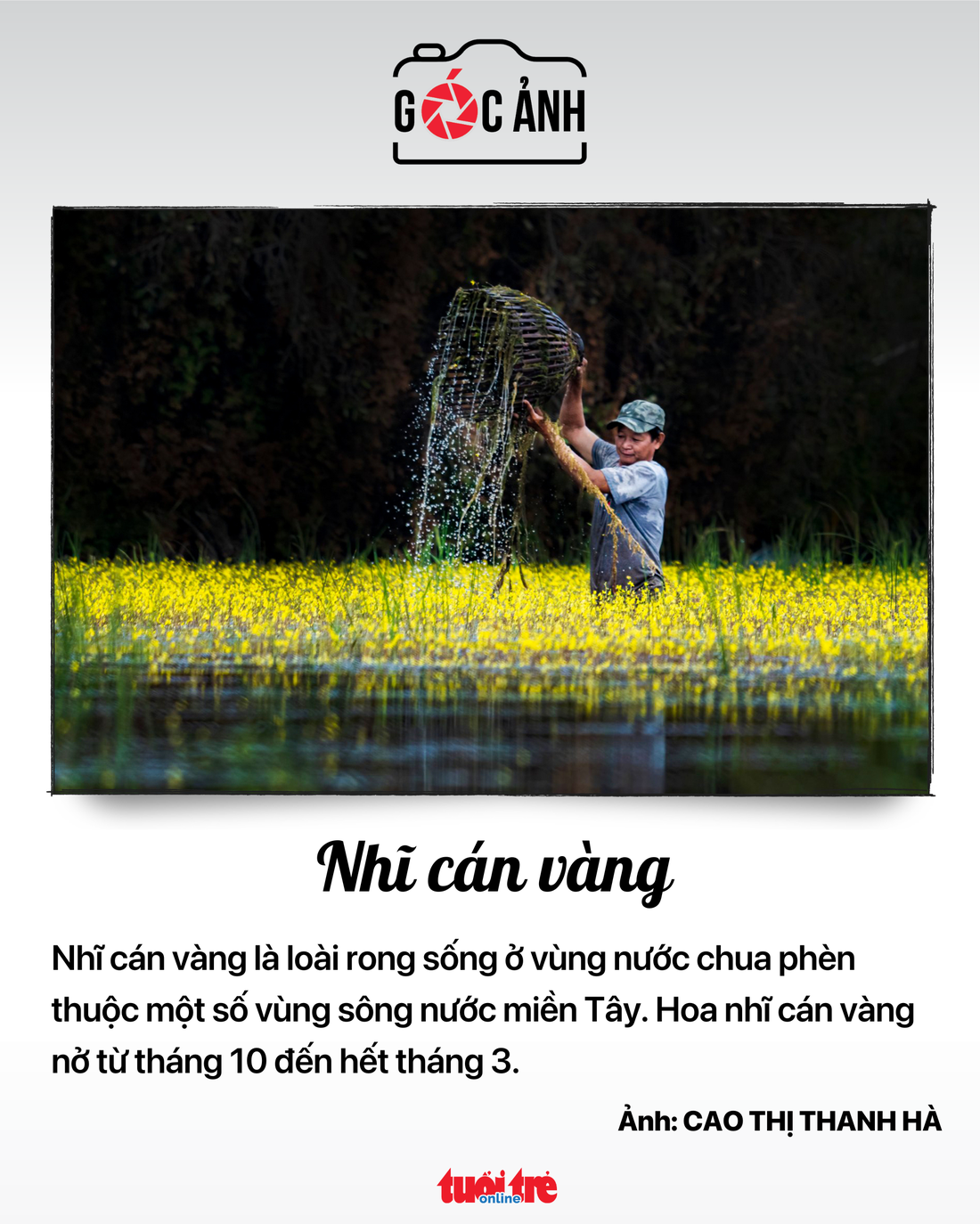 Nhĩ cán vàng - Ảnh: CAO THỊ THANH HÀ