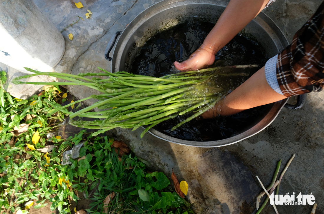 Sau khi thu hoạch, người dân rửa 3 lần nước sạch trước khi mang đi bán cho hợp tác xã - Ảnh: M.V.