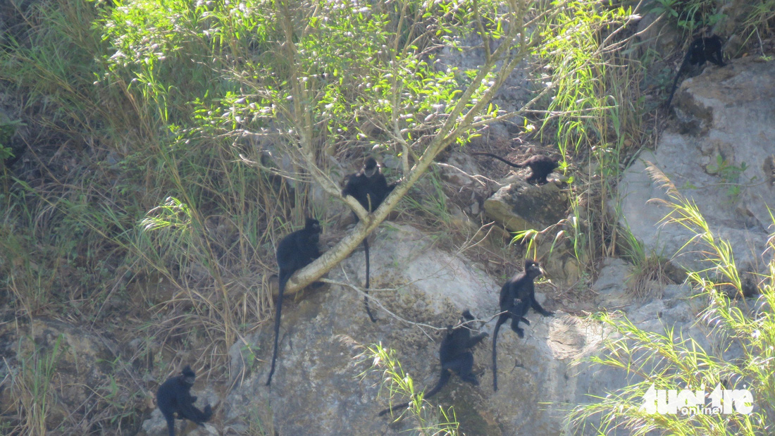 Một nhóm 8 con voọc Hà Tĩnh, gồm 3 con non một năm tuổi ở núi Một - Ảnh: LTA