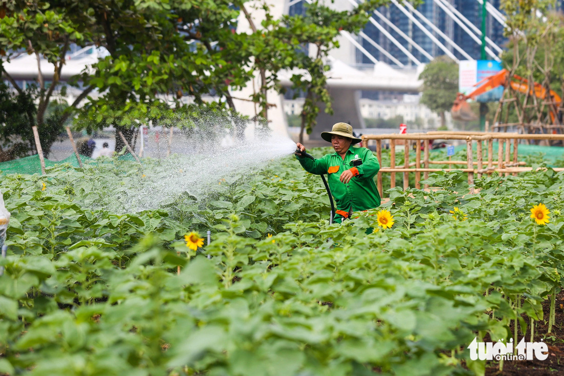 Các nhân viên chăm sóc, tưới hoa mỗi ngày do thời tiết TP.HCM những ngày này khá oi bức - Ảnh: PHƯƠNG QUYÊN