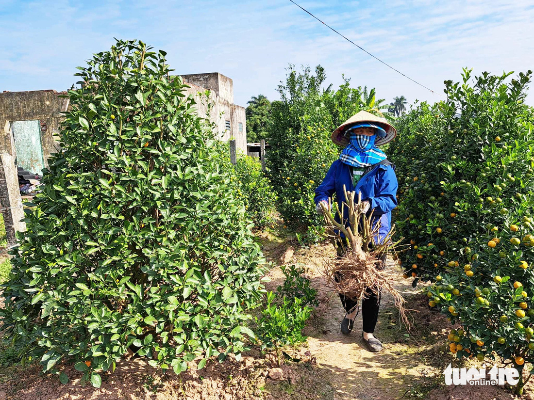 Bà Dương Thị Lợi thu gom những gốc quất Tết bị chết tại vườn ở xã Đông Hòa, TP Thái Bình để tránh lây lan bệnh cho cây còn sống - Ảnh: KHÁNH LINH 