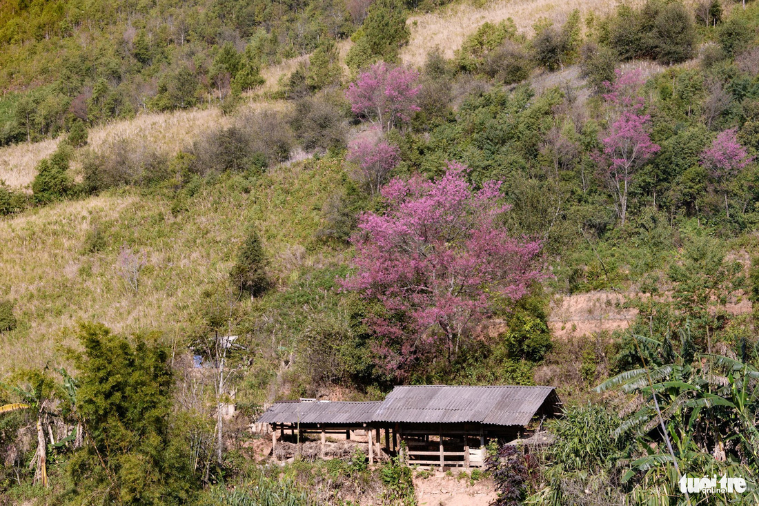 Hoa tớ dày ở La Pán Tẩn mọc tự nhiên, hoa phân bố rải rác khắp bản làng - Ảnh: NAM TRẦN