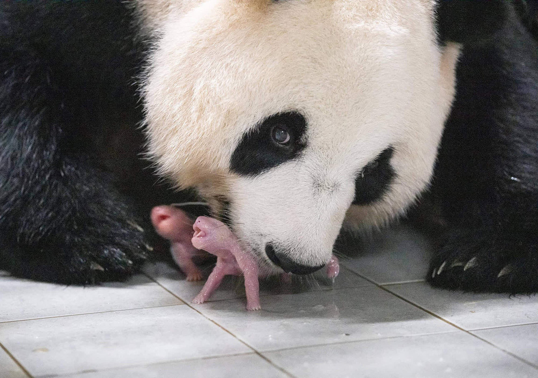 Ngày 7-7, nàng gấu trúc Ai Bao đã hạ sinh cặp gấu trúc sinh đôi tại sở thú Yongin, Hàn Quốc. Việc gấu trúc sinh đôi khá hiếm khi bản thân loài này đã có tỉ lệ sinh khá thấp trong tự nhiên - Ảnh: AFP