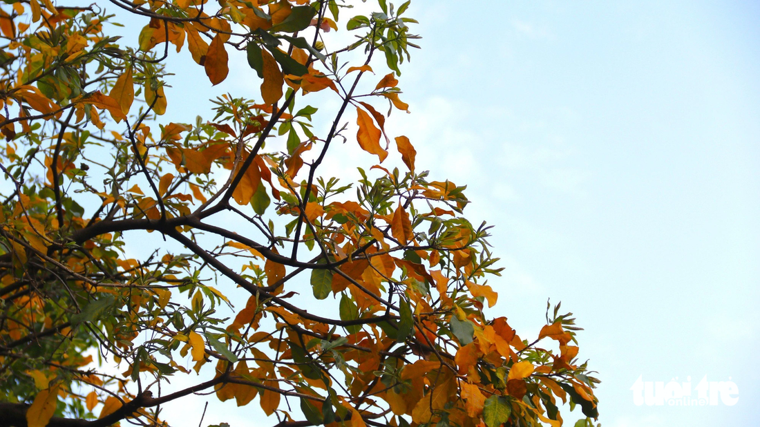 Lộc vừng là một trong những cây cảnh quý, thuộc chi lộc vừng và có tên khoa học là Barringtonia Acutangula - Ảnh: TIẾN QUỐC