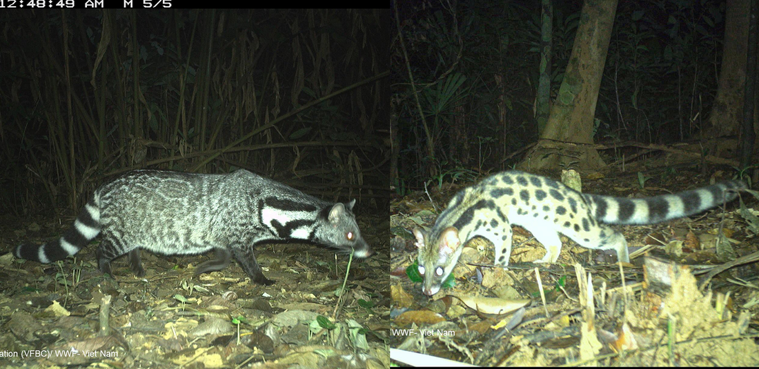 Cầy giông (trái) và cầy gấm - Ảnh: WWF Việt Nam