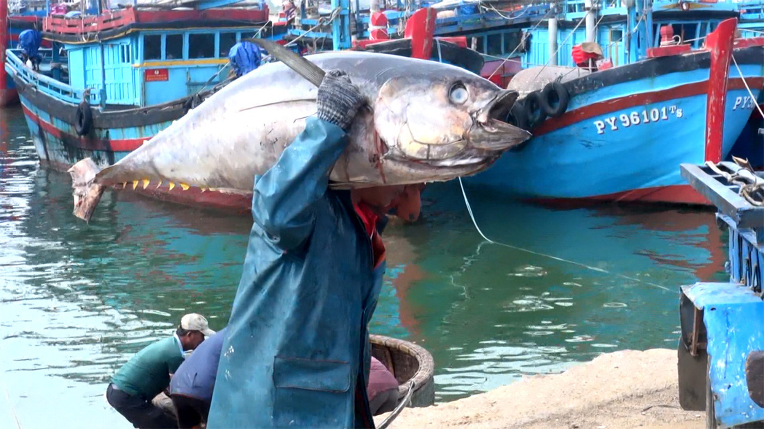 Cá ngừ đại dương về cảng Đông Tác (TP Tuy Hòa, Phú Yên) - Ảnh: ANH NGỌC