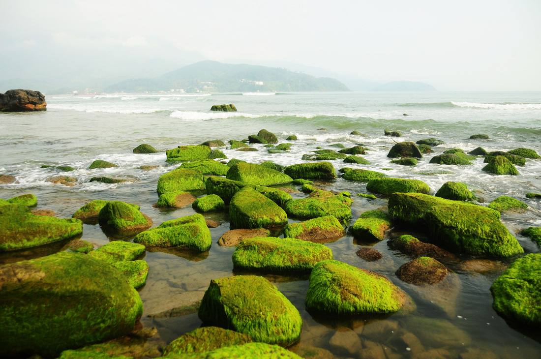 Người dân Đà Nẵng ùn ùn đổ về bãi rêu dọc biển để chụp ảnh - Ảnh 6.