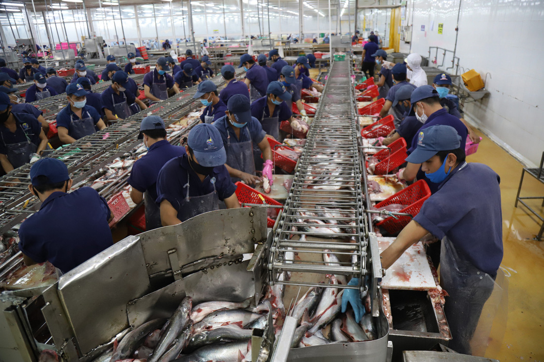 Công nhân chế biến cá tra xuất khẩu - Ảnh: CHÍ QUỐC