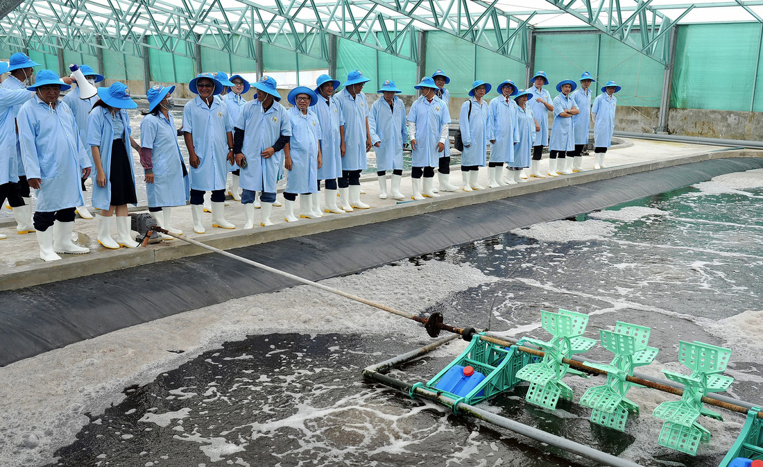 Các khách mời tham quan khu vực nuôi tôm công nghệ cao của Tập đoàn thủy sản Việt - Úc - Ảnh: HỮU HẠNH