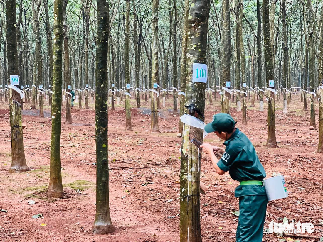 Tin tức sáng 24-2: Xuất khẩu cao su sang Mỹ giảm mạnh - Ảnh 2.