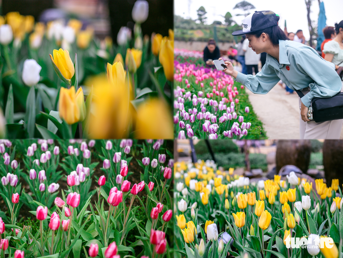 Ngắm hoa tulip nở rộ trên núi Bà Đen - Ảnh 4.