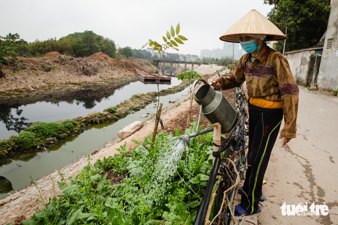 Phải dùng cả nước đen đặc, nồng mùi hôi thối từ kênh thủy lợi Bắc Hưng Hải tưới cho lúa - Ảnh 3.