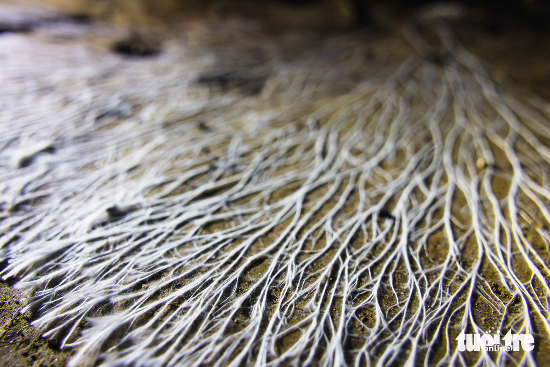 Ngây ngất với thạch nhũ trong hang động triệu năm ở Quảng Bình - Ảnh 16.