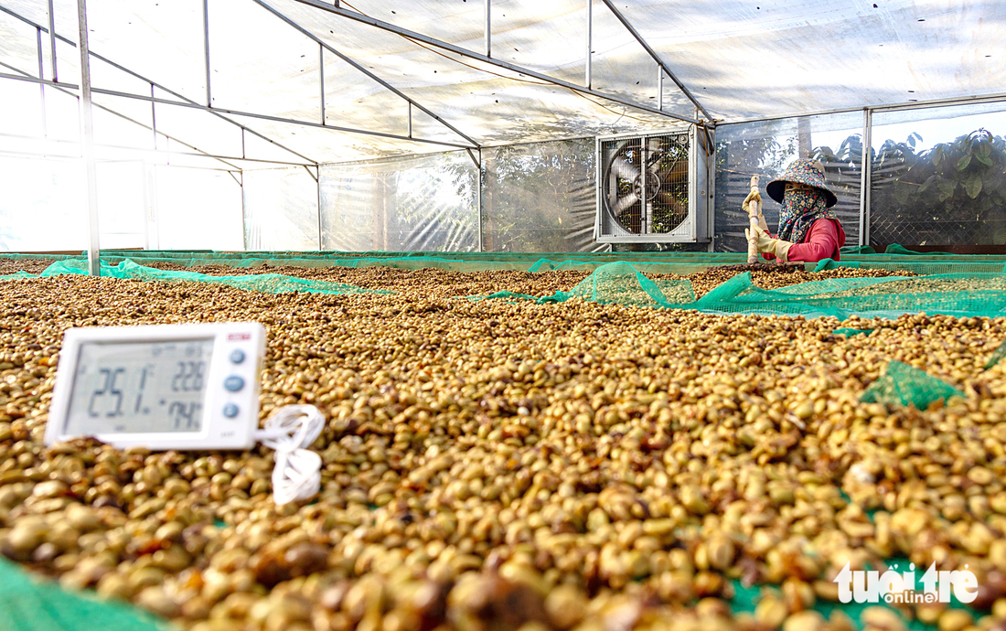 Chị Nguyễn Thu (ở thônThanh Cao, xã Ea Tân, thành viên Hợp tác xã cà phê Ea Tân ở xã Ea Tân, huyện Krông Năng) thường xuyên đảo đều cà phê để bảo đảm độ ẩm khi chế biến đặc sản