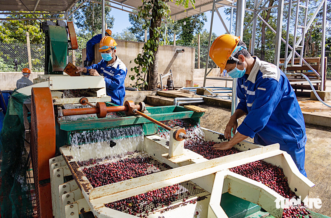 Áp dụng công nghệ chế biến ướt để giữ ổn định vị cà phê đặc sản tại một hợp tác xã nông nghiệp