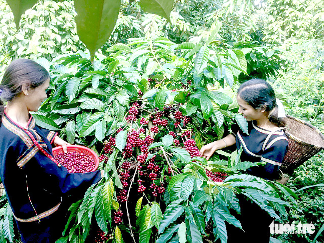 Gia đình H'Djuếh Byă là thành viên Hợp tác xã nông nghiệp dịch vụ công bằng Ea Tu