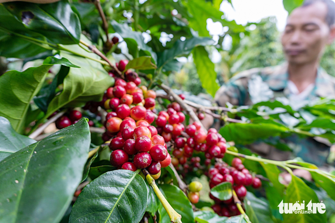 Những hạt cà phê Bourbon chín mọng ở đồi 900 (thôn Ea Bi, xã Dliê Ya, huyện Krông Năng) được nông dân Trần Văn Thảo ngày đêm chăm sóc