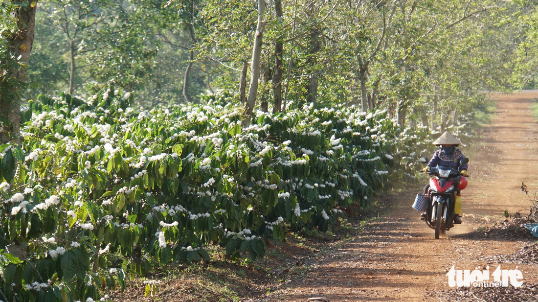 Những cánh rừng hoa cà phê nuôi ong cũng là tạo nguồn sống cho hàng ngàn người dân
