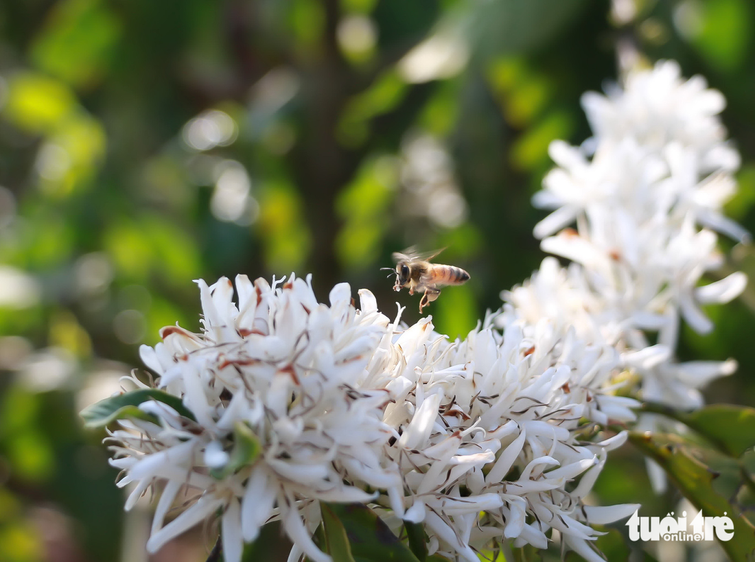 Hoa cà phê trắng, thơm hấp dẫn đàn ong mật