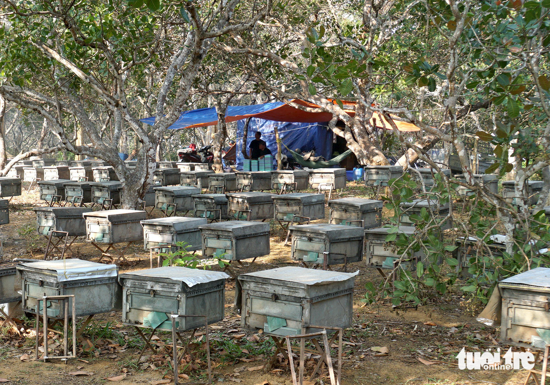 Thợ chăn dựng chòi sống cùng ong giữa đại ngàn