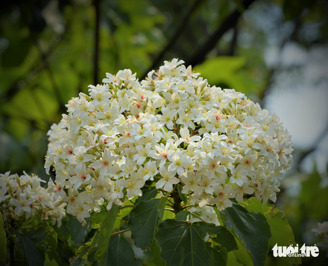 Tháng tư về, hoa trẩu nở trắng triền núi đại ngàn Trường Sơn - Ảnh 3.