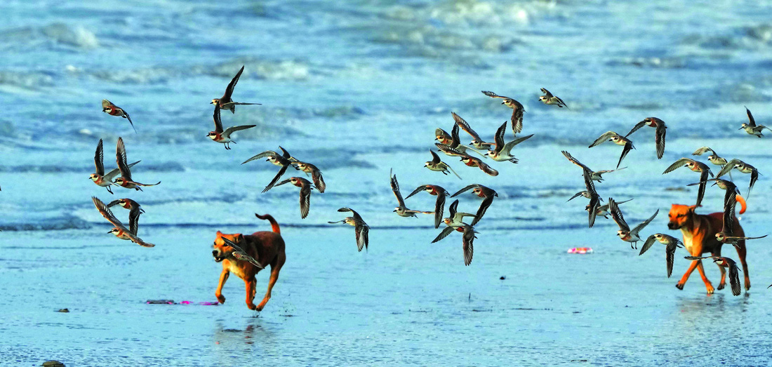 Chó đùa giỡn cùng đàn choi choi lưng hung, choắt mỏ cong bé ở bãi biển Cần Giờ (TP.HCM) vào hôm 23-4 (ngày tổ chức lễ tạm biệt chim di cư) - Ảnh: H.T.