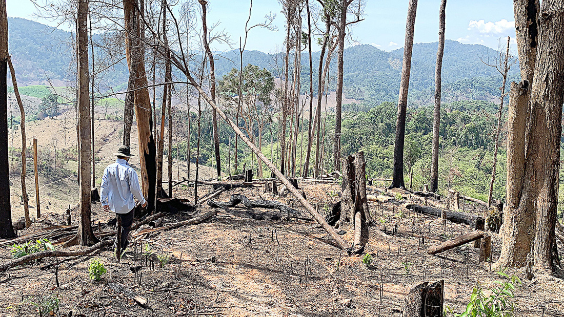 Tây Nguyên vẫn đứng trước áp lực phá rừng làm nương rẫy. Từ năm 2020 đến nay, có hàng chục ngàn héc ta rừng bị đốn hạ không phải để lấy gỗ mà để chiếm đất - Ảnh: TRUNG TÂN