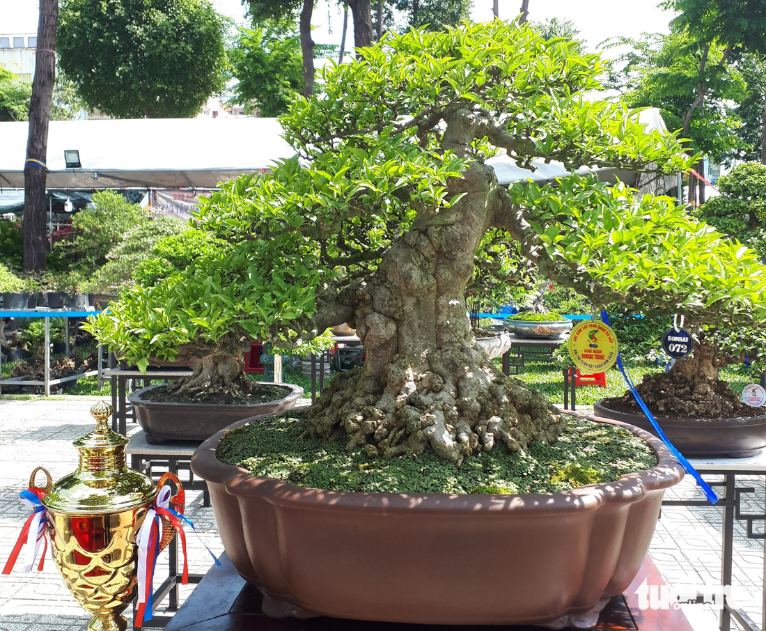 Ngắm hàng ngàn chậu bonsai độc lạ, có chậu cả tỉ đồng - Ảnh 2.