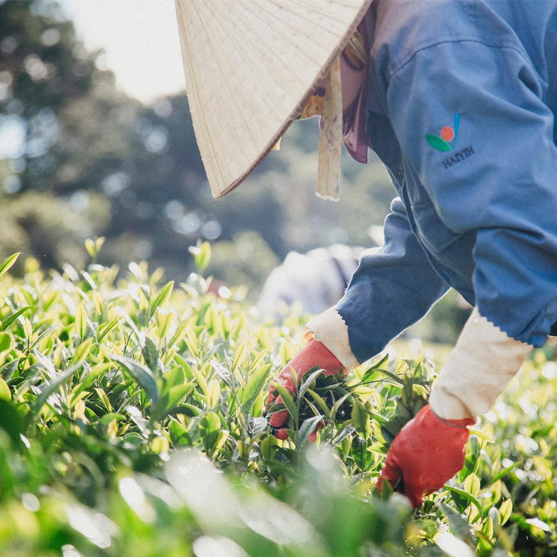 Hái trà ở đồi trà Cầu Đất, Đà Lạt - Ảnh: HAIYIH