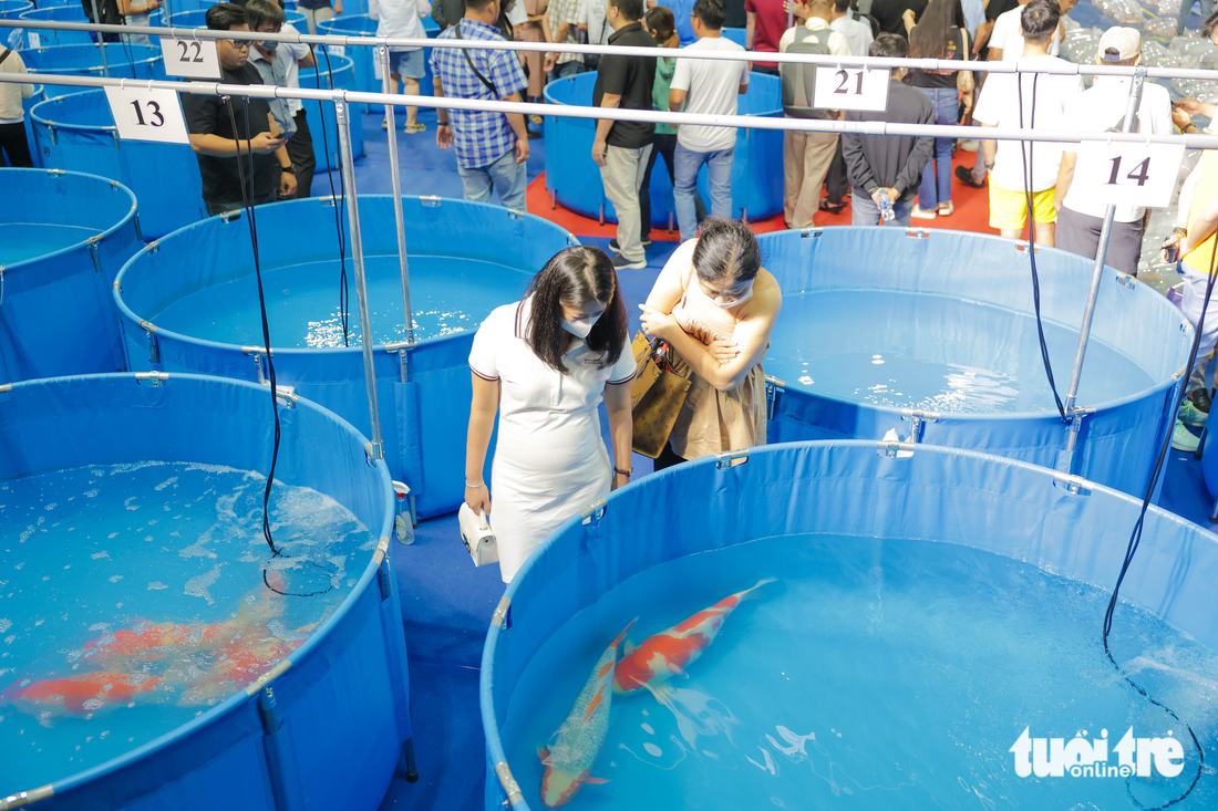 Gần 600 con cá koi tham gia cuộc thi ‘hoa hậu’ cá koi - Ảnh 6.