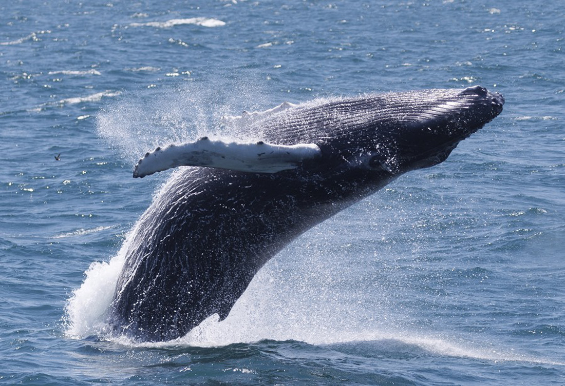 Cá voi tại một khu bảo tồn biển ngoài khơi bang Massachusetts của Mỹ năm 2022 - Ảnh: AFP 