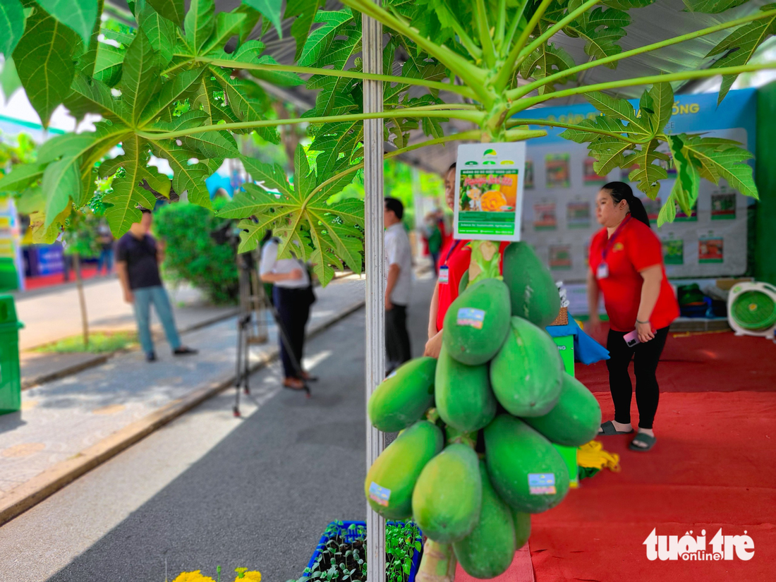 ‘Săn’ giống cây lạ tại Hội chợ triển lãm giống, nông nghiệp công nghệ cao 2023 - Ảnh 4.